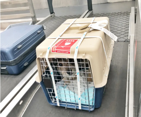 芜湖宠物托运 宠物托运公司 机场宠物托运 宠物空运